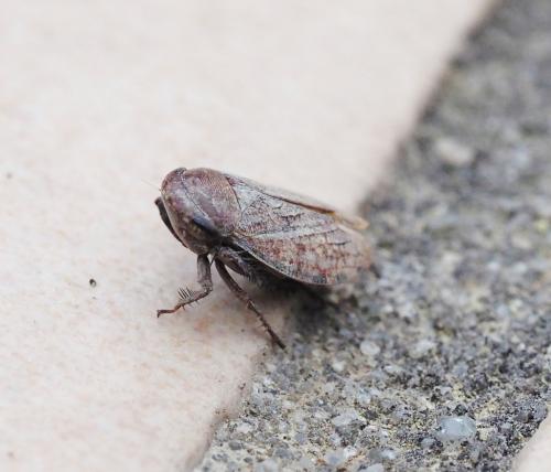 Réf. 229 996 : Goniagnathus brevis